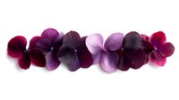Purple and burgundy pansy flowers arranged in horizontal line on white isolated background, ready for design use in floral compositions and patterns.