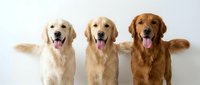 Three golden retriever dogs sitting together with tongues out and paws raised in friendly gesture against white background, perfect for pet care advertising.