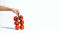Fresh red tomatoes on vine held by hand against clean white background for healthy cooking and organic food concepts.