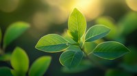 Fresh green leaves with visible veins against blurred natural bokeh background, macro nature photography showing new growth and spring renewal.