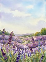 Watercolor lavender field landscape with purple flowers and winding path through countryside hills under soft pastel sky for relaxation and nature themes.