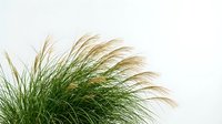 Ornamental grass with flowing golden seed heads swaying gracefully, creating natural movement and texture for landscaping and garden design projects.