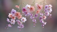 Delicate cherry blossom branches with soft pink and purple flowers hanging gracefully against blurred background for spring decorative projects.