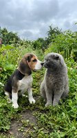 Beagle and gray cat sitting together in lush garden surrounded by green plants and cloudy sky, depicting friendship and companionship between pets outdoors.