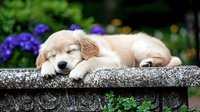 Adorable golden retriever puppy sleeping peacefully on stone garden bench with purple flowers in blurred background. Perfect for pet photography.