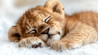 Adorable orange tabby kitten sleeping peacefully on soft white blanket with paws stretched out and content expression for pet care and animal wellness concepts.