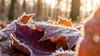 Frost-covered autumn leaves with delicate ice crystals in golden morning sunlight creating natural winter textures and seasonal outdoor scenery.