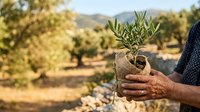 Farmer holding young olive sapling with soil in hands at orchard plantation during harvest season, agricultural cultivation and sustainable farming practice.