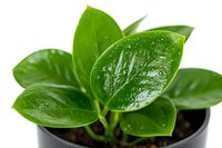 Fresh green leaves of young peperomia plant with water drops growing in black pot, macro shot on white background, isolated houseplant for interior design.