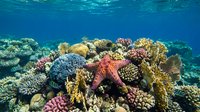 Vibrant coral reef ecosystem with colorful starfish and diverse marine life in crystal clear tropical waters showcasing underwater biodiversity and natural habitat.