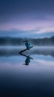 Kingfisher bird perched on branch reflected in calm water during twilight hour with purple and blue sky creating serene nature scene for wildlife photography.