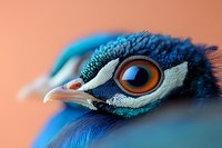 Extreme close-up macro photograph of peacock head showing vibrant blue feathers and distinctive orange eye with detailed beak against coral background.
