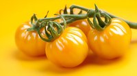 Fresh orange cherry tomatoes on vine against bright yellow background for healthy cooking and organic food photography.