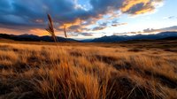 Golden grassland meadow at sunset with dramatic cloudy sky and mountain silhouettes. Natural landscape scenery for outdoor adventure and travel concepts.