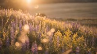 Purple lupine wildflowers blooming in golden sunset light with warm bokeh effects creating dreamy natural landscape for wellness and nature themes.