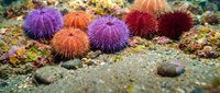Colorful sea urchins on ocean floor displaying vibrant purple, orange and red spines in marine underwater ecosystem for educational and nature content.