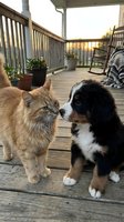 Orange tabby cat and black and white puppy meeting face to face on wooden deck during golden hour. Pets interacting outdoors on patio.