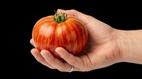 Fresh ripe tomato held in hand, isolated on transparent background. Ready for clipart, t-shirt design, print-on-demand products, stickers, and sublimation projects.