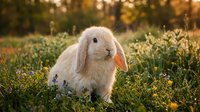 White fluffy rabbit with long ears sitting in green meadow with wildflowers during golden hour sunlight, suitable for pet, nature and Easter themed projects.