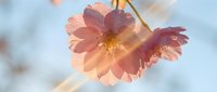 Delicate pink cherry blossom flower illuminated by warm golden sunlight against soft blue sky background, spring bloom nature photography.