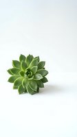 Single green succulent plant isolated on white background for home decor and gardening projects.