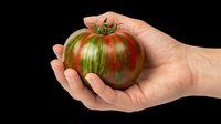 Hand holding a striped heirloom tomato, isolated on transparent background. Ready for stickers, print on demand, T-shirt design, clipart, and sublimation use.