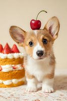 Adorable corgi puppy with cherry on head sitting next to strawberry cake for birthday party celebration and pet-friendly dessert concepts.
