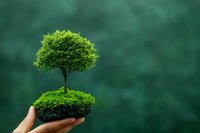 Human hands holding small green tree with lush foliage growing from soil against blurred teal background symbolizing environmental care and growth.