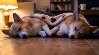 Two adorable corgi dogs sleeping peacefully together on wooden floor in cozy living room with warm lamp lighting creating intimate home atmosphere.