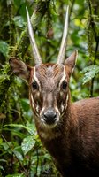 Young male deer with small antlers in lush green forest environment looking directly at camera with alert expression surrounded by tropical vegetation.