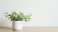 Fresh green ivy plant in white textured ceramic pot on wooden surface, isolated on neutral background, suitable for home decor and interior design projects.