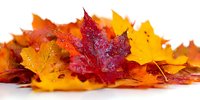 Vibrant autumn maple leaves in red, orange, and yellow hues arranged on white background, showcasing seasonal foliage colors and textures.