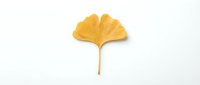 Single golden yellow ginkgo leaf isolated on white background for autumn seasonal design projects and natural botanical artwork.