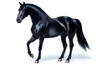 Majestic black stallion with glossy coat standing in elegant pose against white background, isolated for design projects and commercial use.