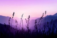 Silhouettes of wild grass and plants against purple sunset sky with mountain landscape background creating peaceful nature scene for relaxation content.