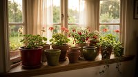 Cozy indoor herb garden with potted plants on sunny windowsill creating warm homey atmosphere for kitchen gardening and sustainable living decor.