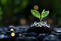 Young green sprout growing from soil with water drops on dark stones, nature awakening concept with bokeh lights in background.
