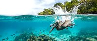 Elephant swimming underwater in crystal clear tropical ocean with coral reef and lush green island vegetation above water surface creating split view composition.