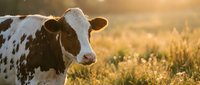 Holstein dairy cow in golden sunset pasture with warm bokeh lighting and natural grass meadow background for agricultural and farming concepts.