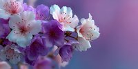 Delicate cherry blossom flowers in soft pink and purple hues against dreamy blurred background, spring blooming branch with tender petals and natural bokeh effect.