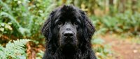 Adorable black Newfoundland puppy sitting outdoors in natural forest setting with green foliage background for pet care and animal lover concepts.