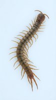Brown centipede with segmented body and multiple legs isolated on white background for educational and scientific design projects.