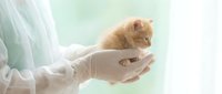 Veterinarian in white coat holding small ginger kitten in cupped hands against soft green background, conveying care and medical examination.