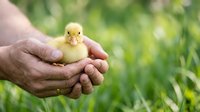 Mature adult male hands holding a yellow duckling against blurred green garden background, representing wildlife care, animal husbandry, and gentle handling for educational or agricultural content.