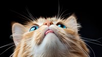 Curious cream colored cat with bright blue eyes looking up against dark background, extreme close up portrait showing whiskers and nose details.