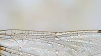 Close-up macro shot of delicate dragonfly wing showing intricate transparent membrane with detailed vein patterns and iridescent shimmer against soft background.