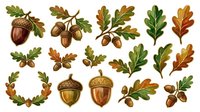 Autumn oak leaves and acorns isolated on white background. Hand-drawn botanical elements in fall colors for design, clipart, and seasonal projects.