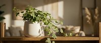 Potted green plant in white ceramic container on wooden shelf with natural sunlight, suitable for home decor and interior design projects.