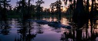 Alligator swimming in swamp waters at sunset with cypress trees and Spanish moss creating dramatic silhouettes against purple twilight sky in wetland habitat.