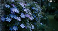 Delicate purple clematis flowers blooming on climbing vine in natural garden setting with soft focus background creating peaceful botanical atmosphere.